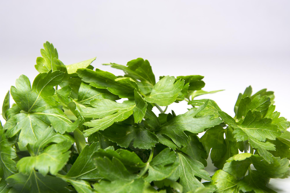 Ar blakinė kalendra naudojama liaudies medicinoje