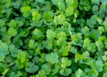 Kaip atpažinti blakinę kalendrą ir ar ji tinkama vartoti