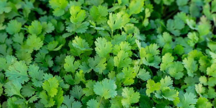 Kaip atpažinti blakinę kalendrą ir ar ji tinkama vartoti