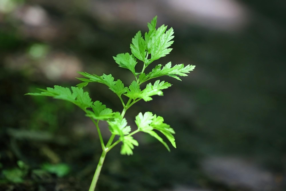Petražolių šaldymas: kaip užšaldyti, kad neprarastų skonio