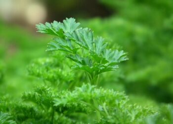 Kaip laikyti petražoles, kad jos išliktų šviežios kuo ilgiau