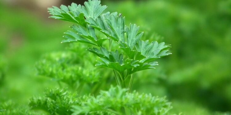 Kaip laikyti petražoles, kad jos išliktų šviežios kuo ilgiau