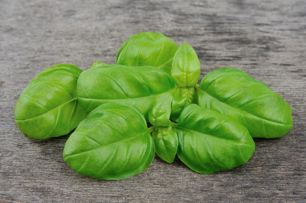 Šaldyti bazilikai – privalumai ir trūkumai
