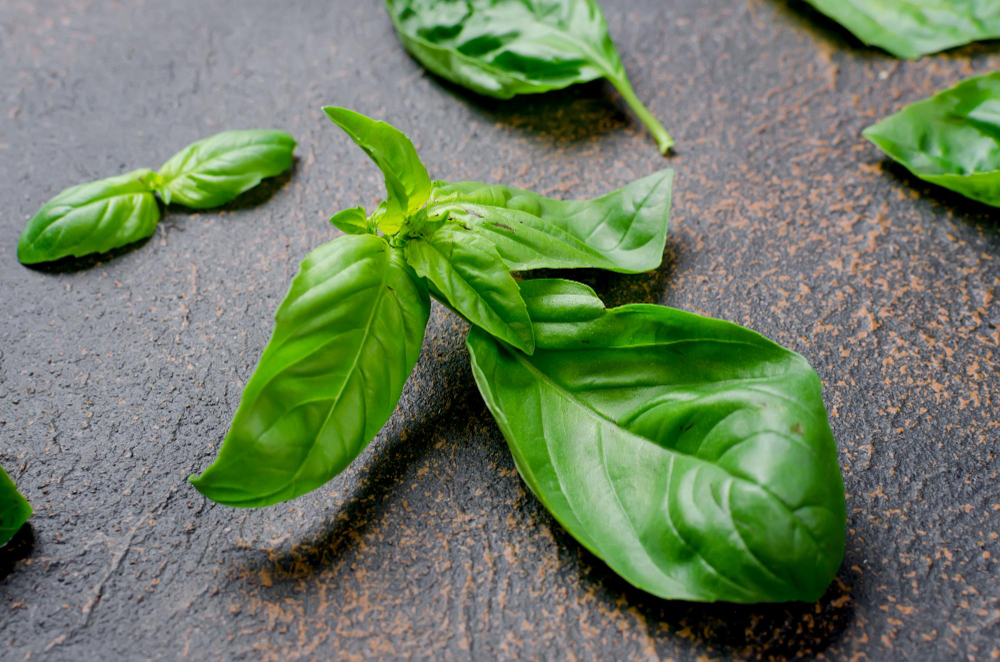 Kaip šaldyti bazilikus: veiksmingiausi būdai