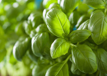 Kaip šaldyti bazilikus ir išsaugoti jų skonį