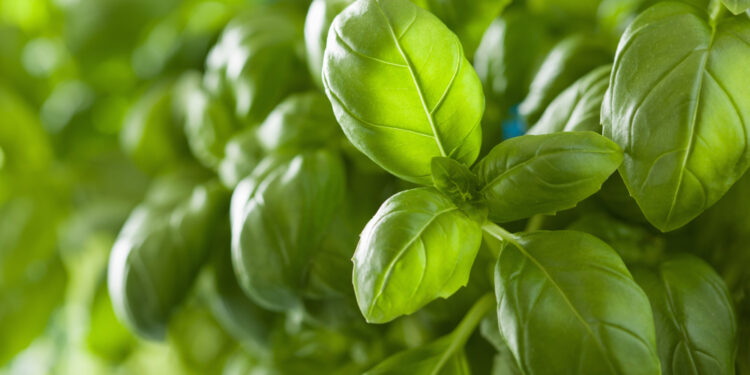 Kaip šaldyti bazilikus ir išsaugoti jų skonį