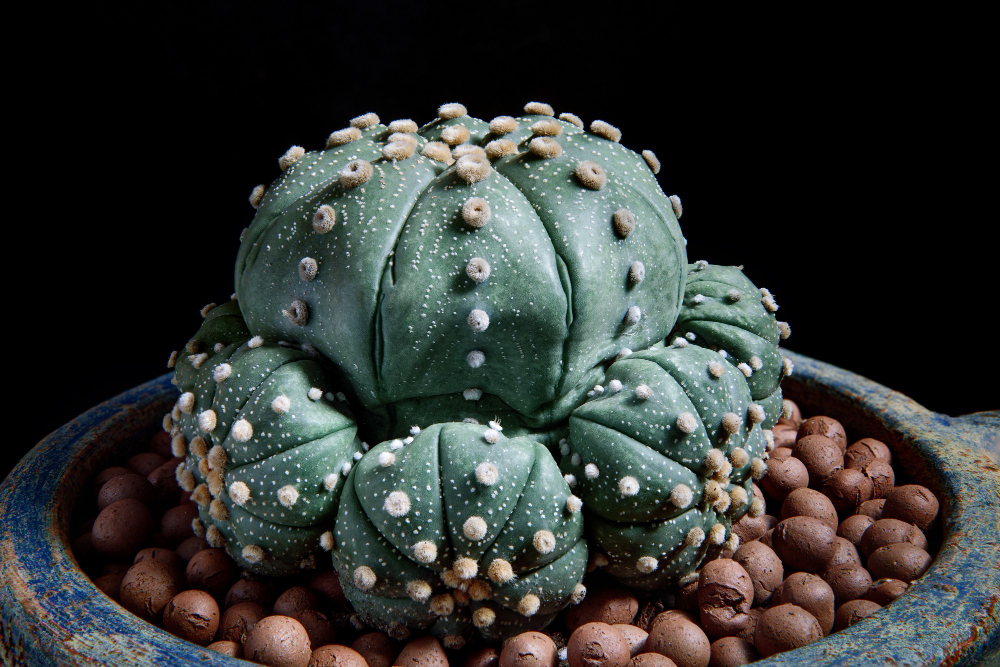 Kur namuose geriausia auginti kaktusus be spyglių