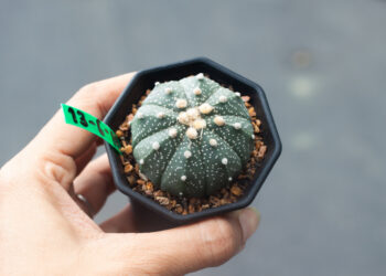 Kaktusai be spyglių: kokias rūšis rinktis namams