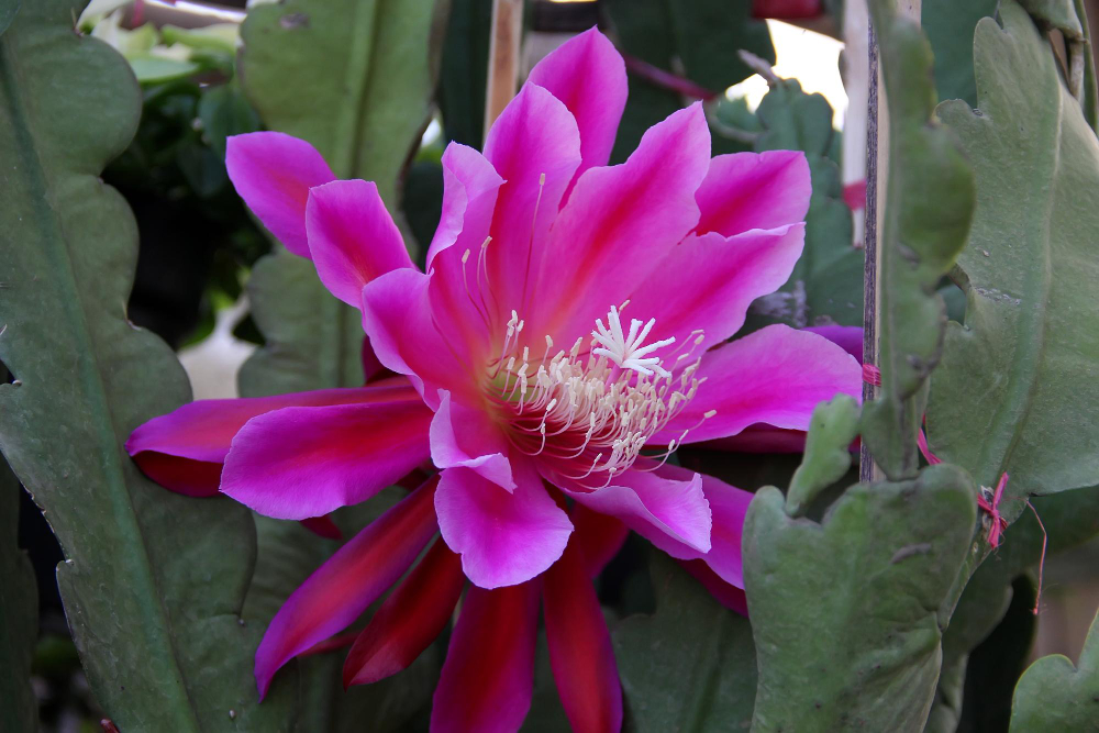 Kodėl žmonės renkasi kaktusus be spyglių namams