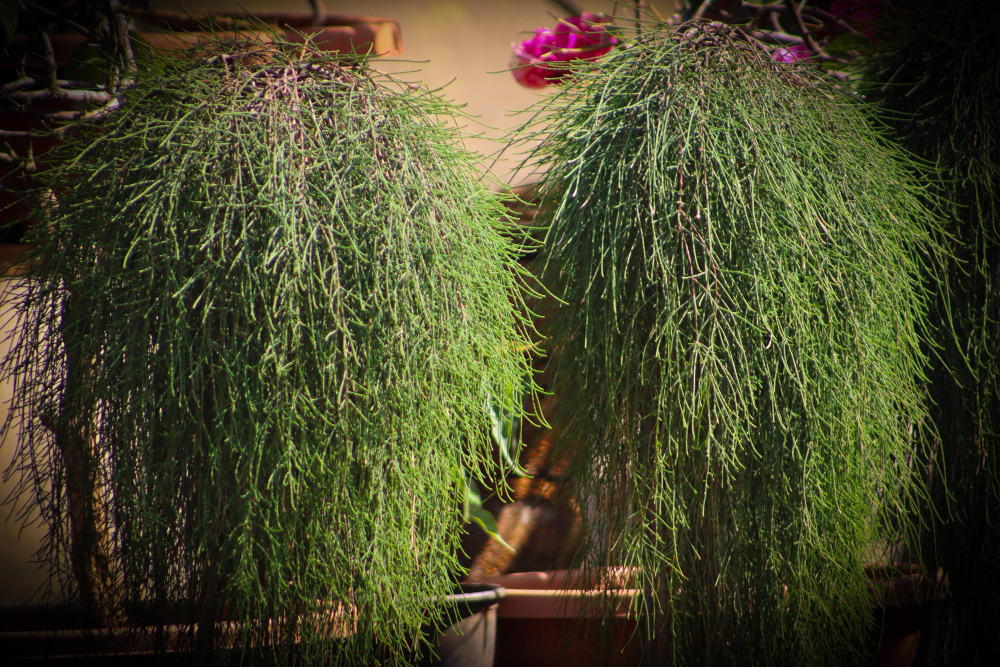 Populiariausios kaktusų be spyglių rūšys, tinkamos auginti namuose