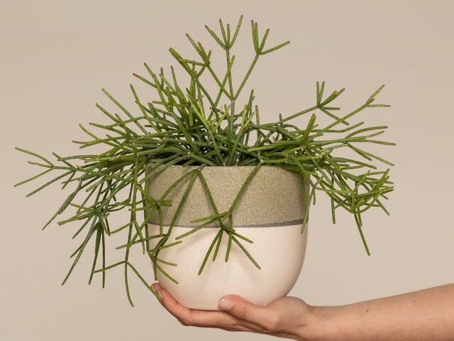 Dažniausios klaidos auginant kaktusus be spyglių