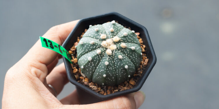 Kaktusai be spyglių: kokias rūšis rinktis namams