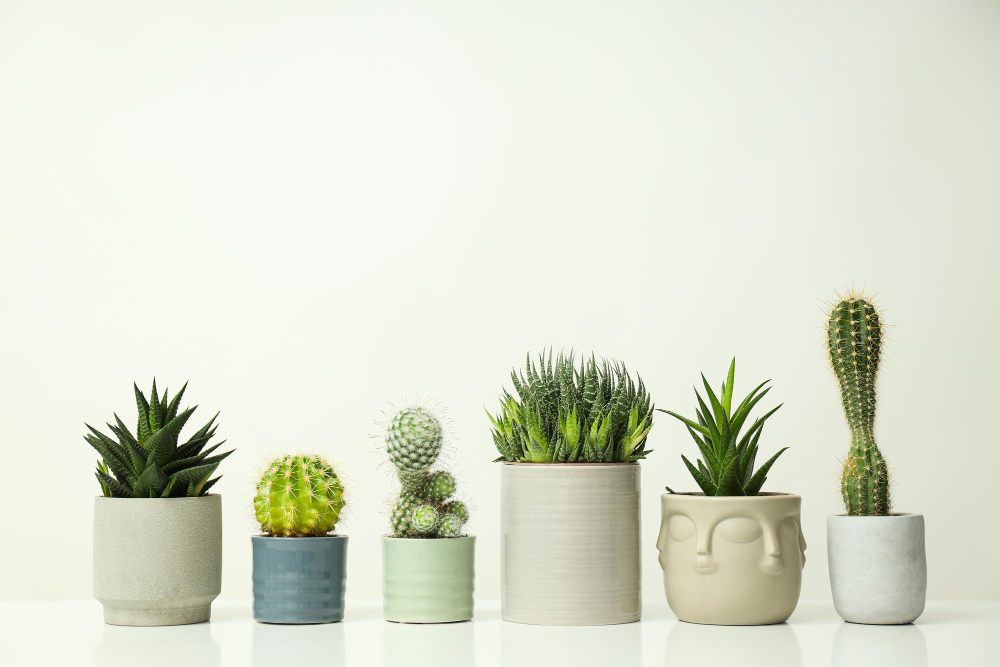 Kas yra kaktusai ir kodėl jie tinka auginti namuose