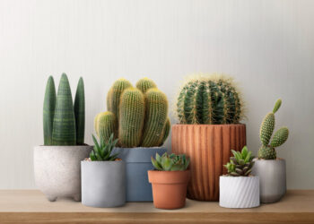 Kaktusai namuose: auginimas, priežiūra ir dažniausios klaidos