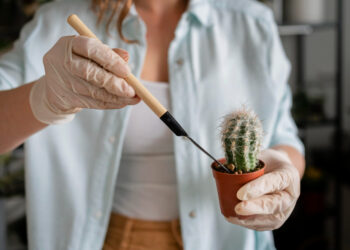 Kaktuso persodinimas: kada ir kaip tai daryti teisingai