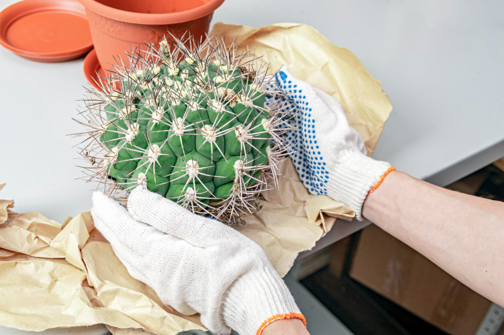 Tinkamas substratas ir vazonas kaktusui