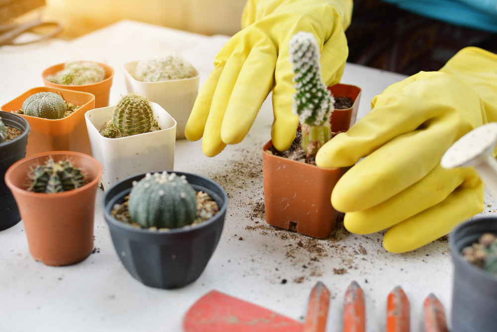 Kada kaktuso persodinti negalima