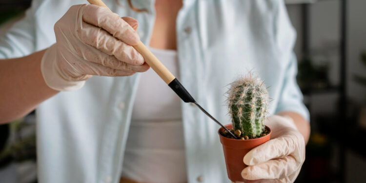 Kaktuso persodinimas: kada ir kaip tai daryti teisingai