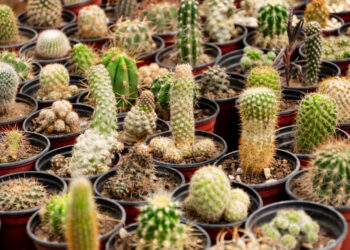 Kaktusų rūšys: pagrindinės formos ir jų skirtumai