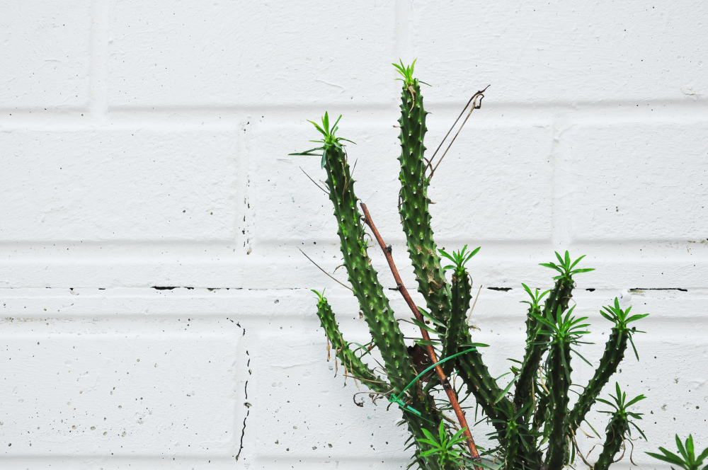 Krūminiai ir šakoti kaktusai