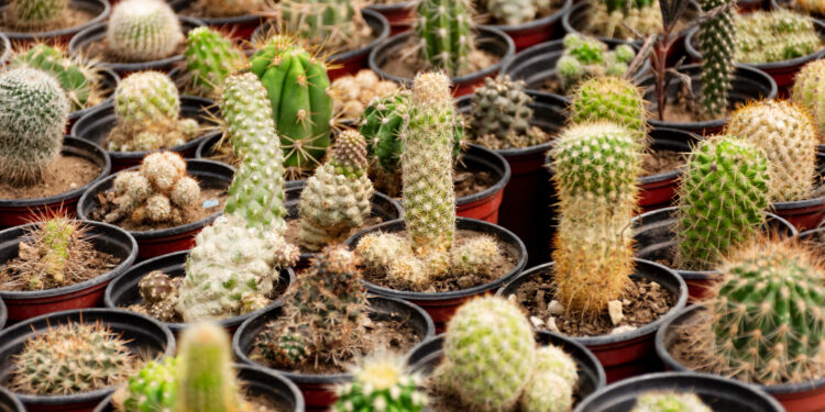 Kaktusų rūšys: pagrindinės formos ir jų skirtumai