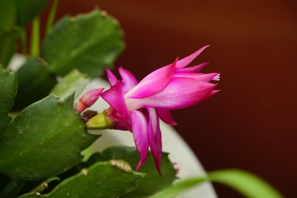 Kalėdinio kaktuso persodinimas