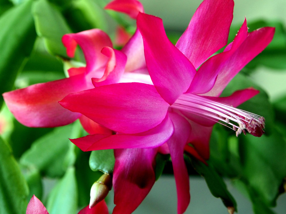 Laistymas ir dirvožemis