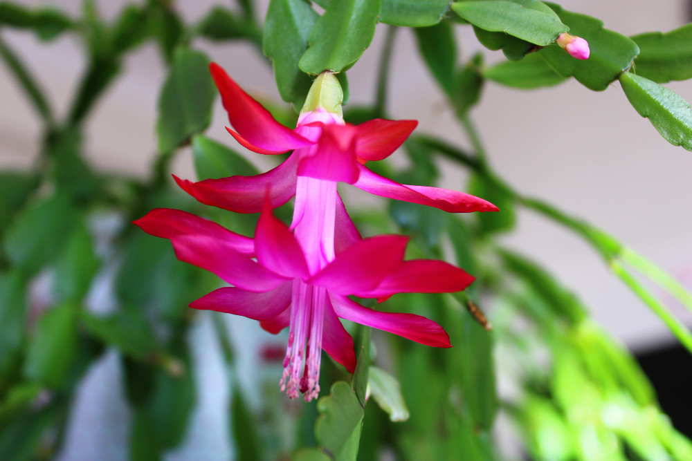 Tinkama vieta kalėdiniam kaktusui namuose