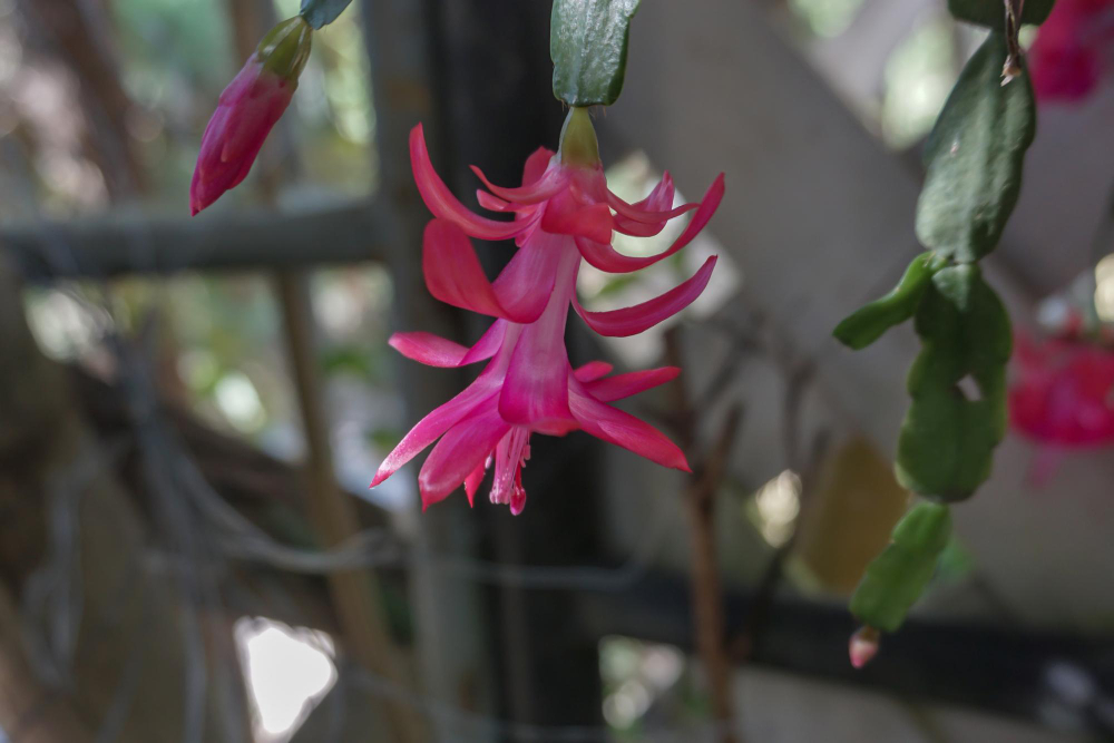Kas yra kalėdinis kaktusas ir kuo jis skiriasi nuo kitų kaktusų