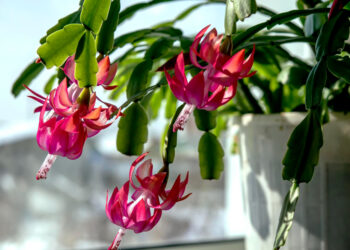 Kalėdinis kaktusas: priežiūra, žydėjimas ir problemos