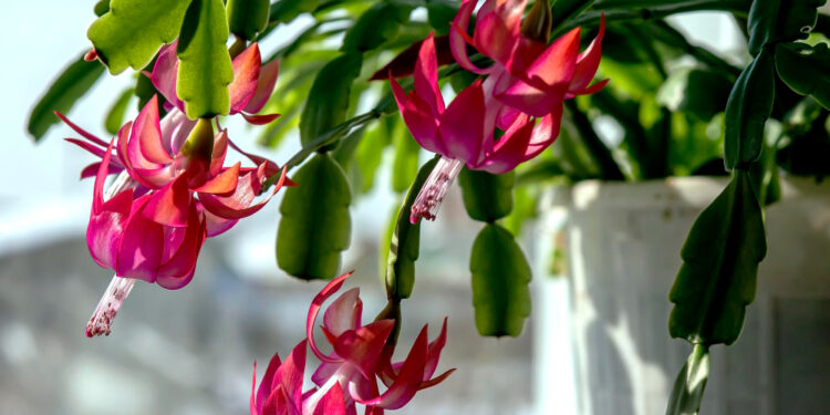 Kalėdinis kaktusas: priežiūra, žydėjimas ir problemos