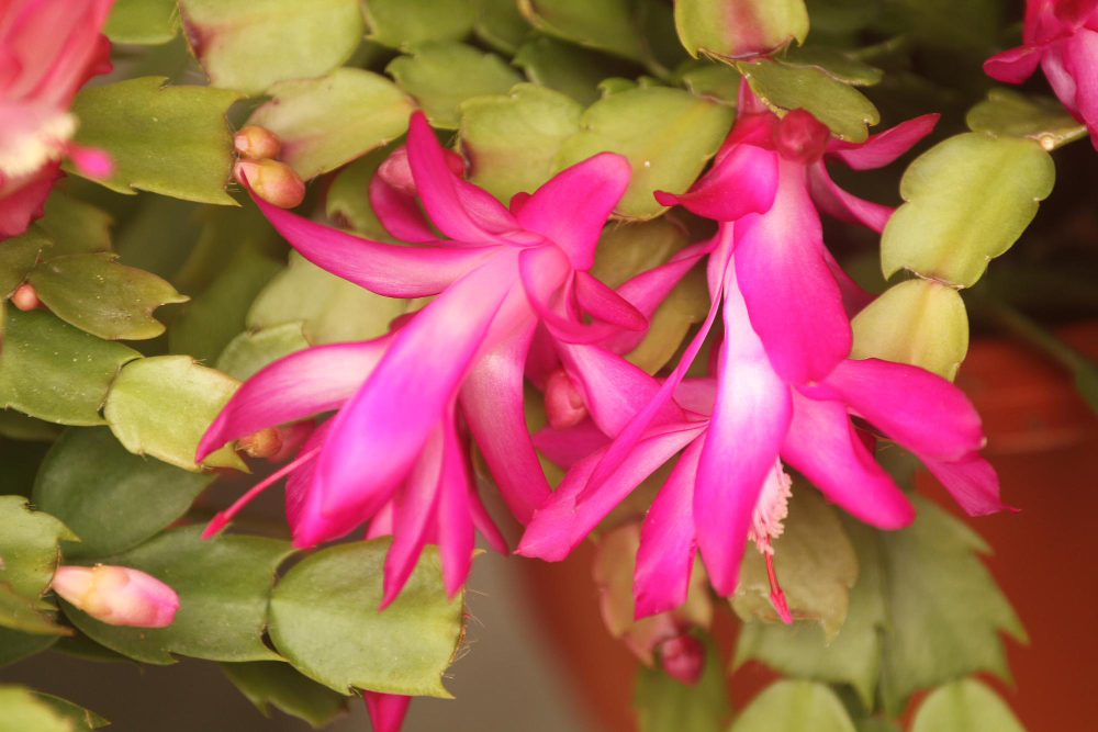 Kalėdinio kaktuso tręšimas