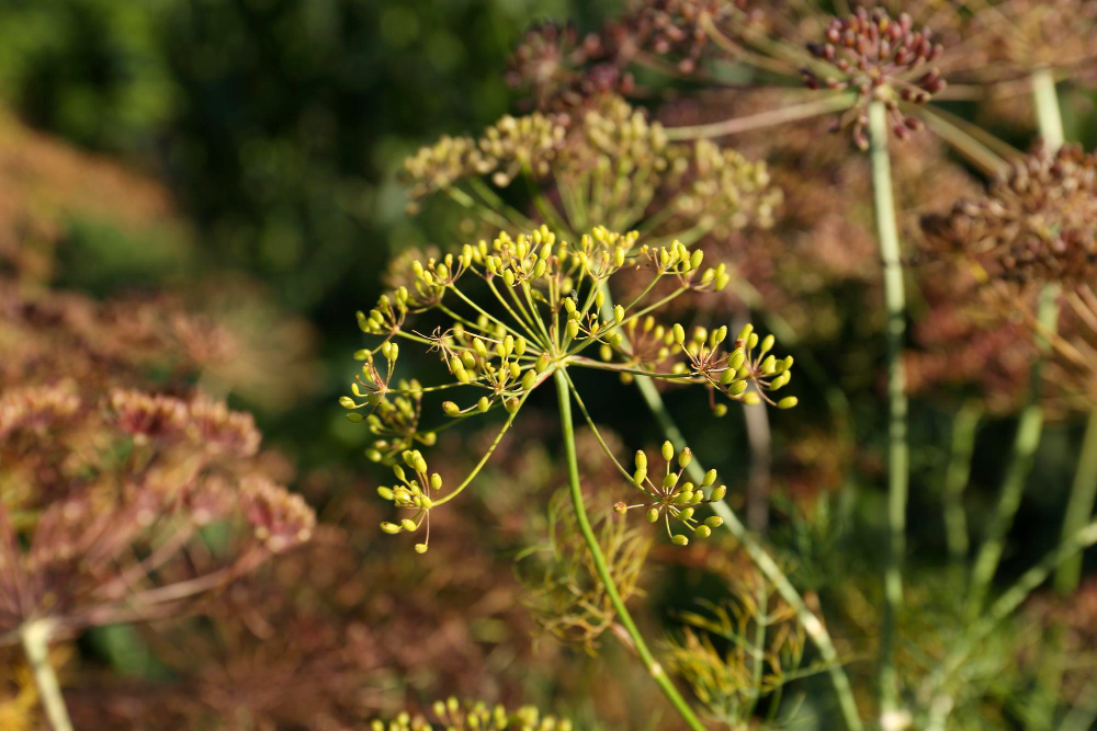 Kmynų priežiūra augimo metu