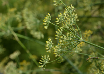 Kmynų auginimas: svarbiausi patarimai norint užauginti gausų derlių
