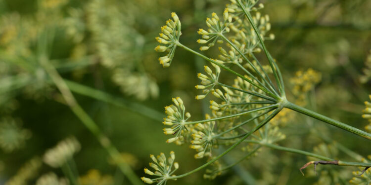 Kmynų auginimas: svarbiausi patarimai norint užauginti gausų derlių