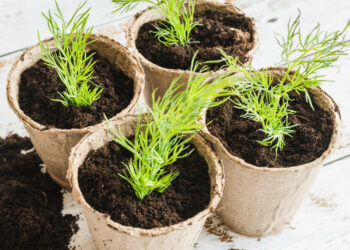 Krapai ant palangės – paprastas būdas turėti šviežių žolelių namuose