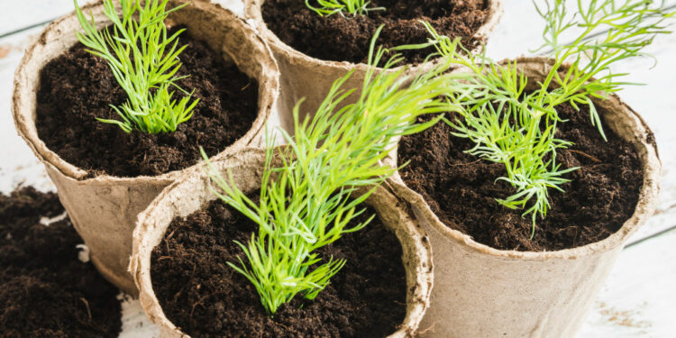 Krapai ant palangės – paprastas būdas turėti šviežių žolelių namuose