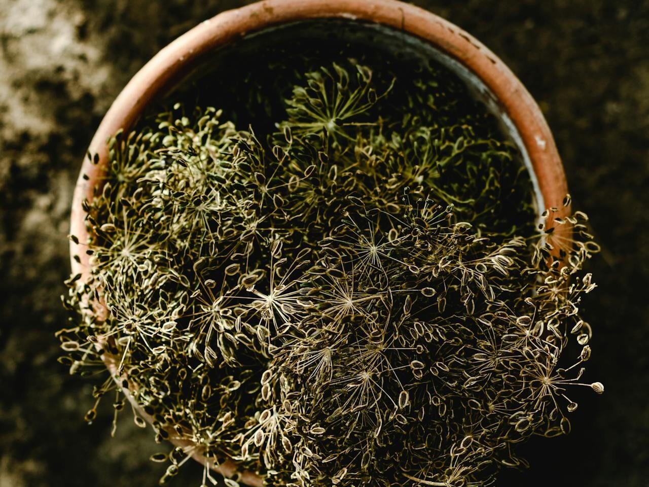 Kaip pasėti krapus ant palangės