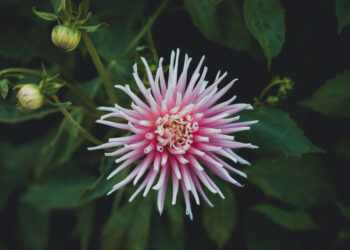 Lapiniai kaktusai: rūšys, ypatumai ir auginimas namuose