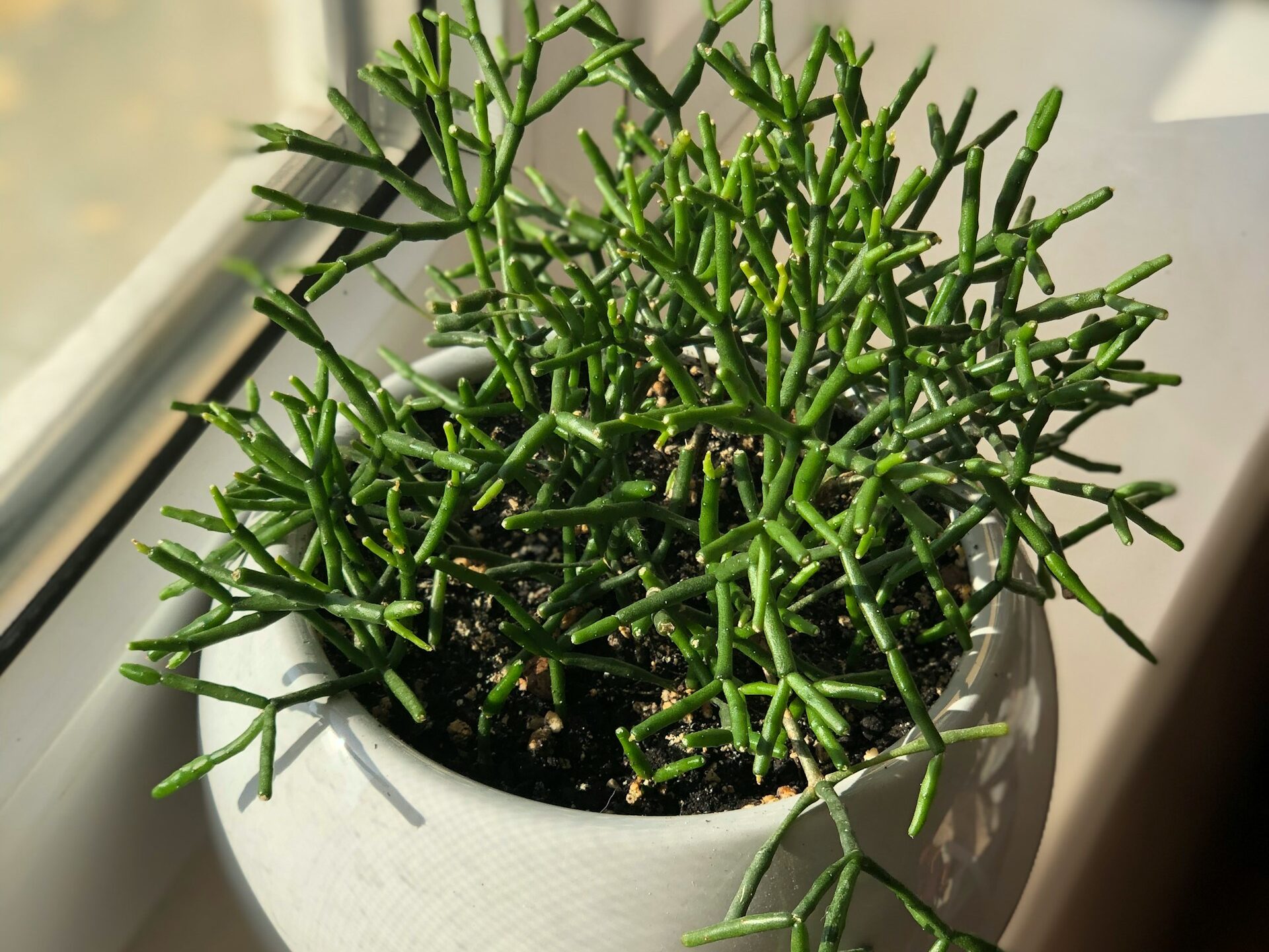 Žydėjimas: kada ir kaip pražysta lapiniai kaktusai