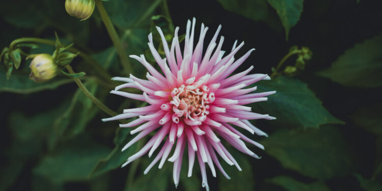 Lapiniai kaktusai: rūšys, ypatumai ir auginimas namuose