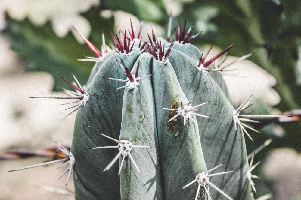 Dažniausios klaidos auginant kaktusus lauke