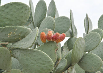 Lauko kaktusai: kurios rūšys gali augti lauke