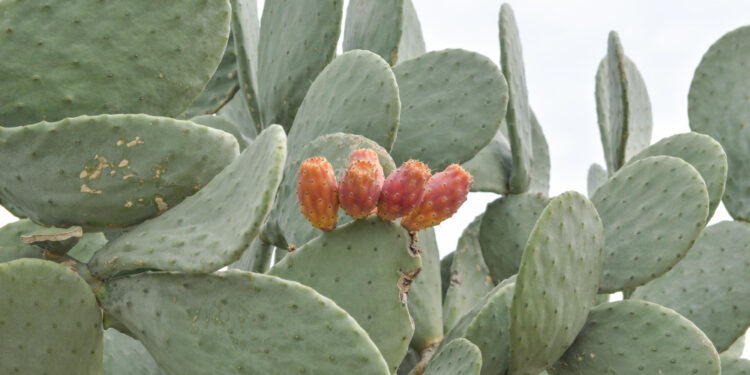 Lauko kaktusai: kurios rūšys gali augti lauke