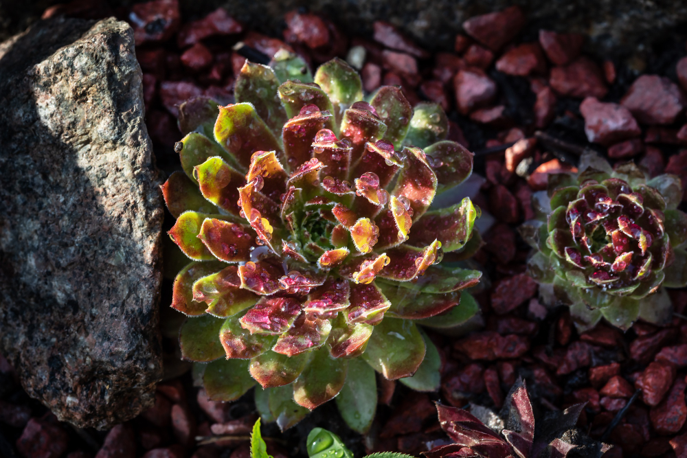 Populiariausios lauko sukulentų rūšys, kurios tikrai peržiemoja