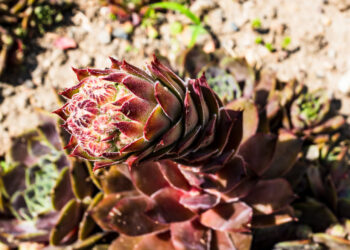 Lauko sukulentai: kurios rūšys auga ir žiemoja lauke