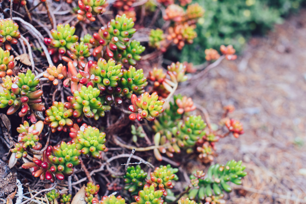 Lauko sukulentų priežiūra per metus: ką daryti vasarą ir žiemą