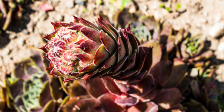 Lauko sukulentai: kurios rūšys auga ir žiemoja lauke