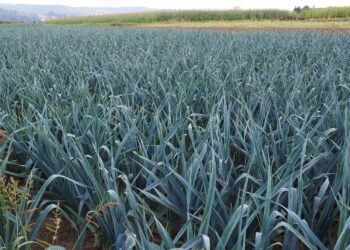 Kada sėti porus 2026 metais