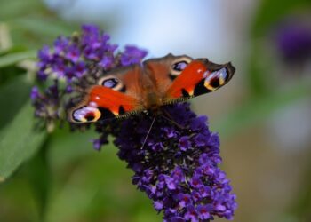 Dovydo budlėja – auginimas, priežiūra ir žydėjimo paslaptys